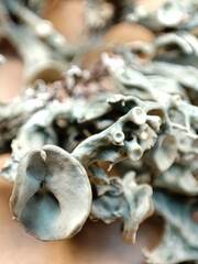 Ramalina breviuscula