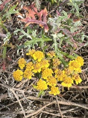 Eriophyllum confertiflorum
