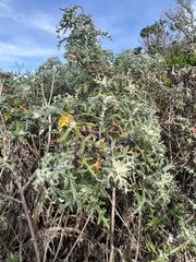 Eriophyllum confertiflorum