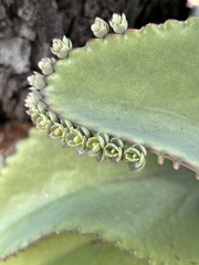 Kalanchoe daigremontiana