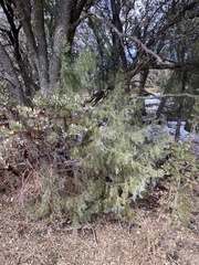 Cupressaceae