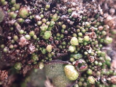 Imbribryum