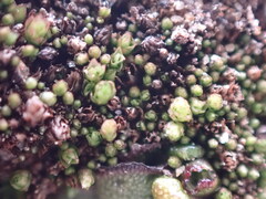Imbribryum