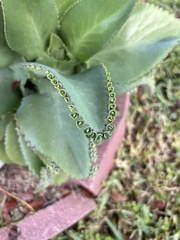 Kalanchoe daigremontiana