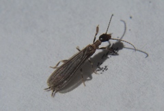 Oligotoma