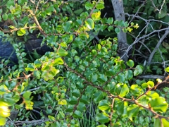 Ziziphus mucronata