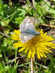 Burnsius communis