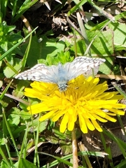 Burnsius communis