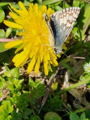 Burnsius communis