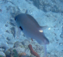 Azurina multilineata