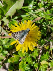 Burnsius communis