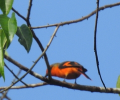 Pericrocotus cinnamomeus