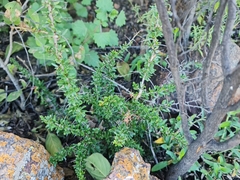 Gymnosporia polyacantha