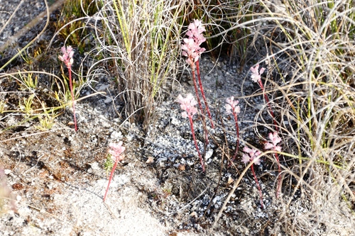 Image of Lachenalia barbarae by (c) Tony Rebelo, some rights reserved (CC BY-SA)