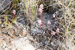 Lachenalia barbarae