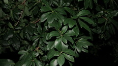 Couroupita guianensis