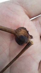 Lasioptera rubi
