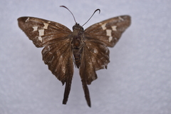 Chioides
