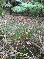 Carex lambertiana