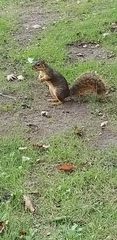Sciurus niger