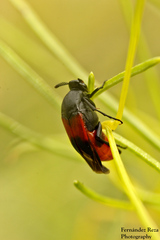 Macrosiagon cruenta