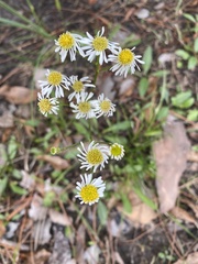 Erigeron vernus