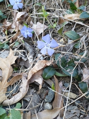 Vinca minor