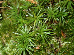 Polytrichastrum ohioense