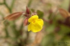 Erythranthe lagunensis