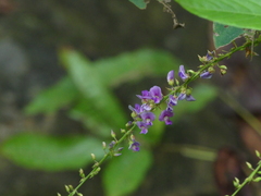 Tadehagi triquetrum