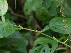 Tadehagi triquetrum