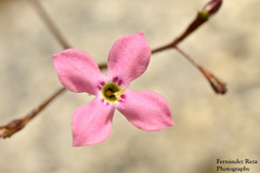 Stenotis asperuloides