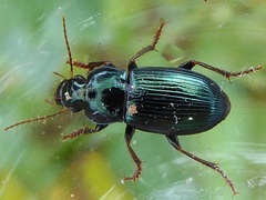 Harpalus honestus