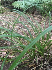 Carex lambertiana