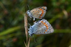 Polyommatus thersites