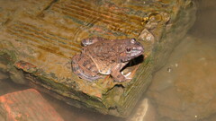 Hoplobatrachus chinensis