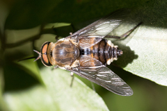 Fidena