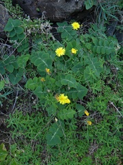 Sonchus latifolius