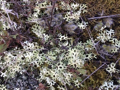 Xanthoparmelia semiviridis