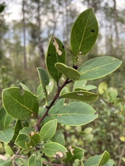 Ilex coriacea