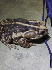 Rhinella icterica
