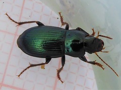 Harpalus honestus