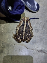 Rhinella icterica