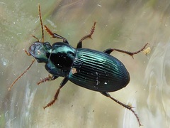 Harpalus honestus