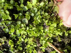 Micranthemum umbrosum