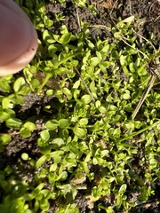 Micranthemum umbrosum