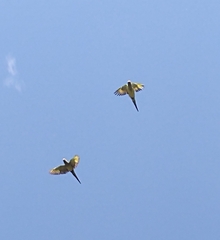 Eupsittula aurea