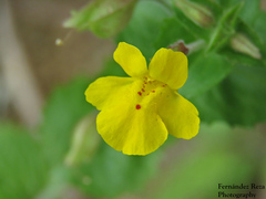 Erythranthe lagunensis