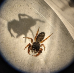 Metacyrba