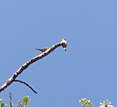 Eupsittula aurea